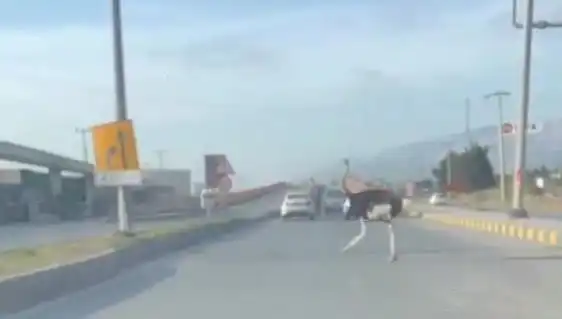 Hatay'da Yolda Görenleri Şaşkına Çeviren Devekuşu Olayı