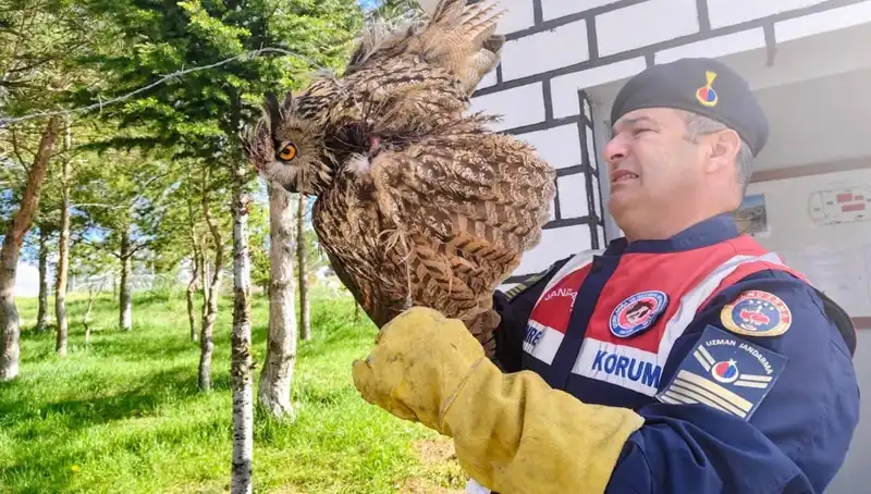 Dikenli Tellere Takılan Puhu Kuşu, Hayvanseverler Tarafından Kurtarıldı