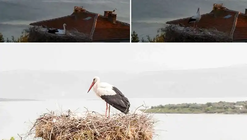 Yaren Leylek Depremi Önceden Hissetti: Doğanın Sırrı Ne?