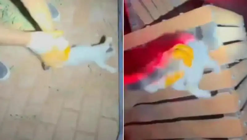 Gece Yarısı Yürekleri Isıtan Kahramanlık: İtfaiye Ekibi Kedi Kurtardı