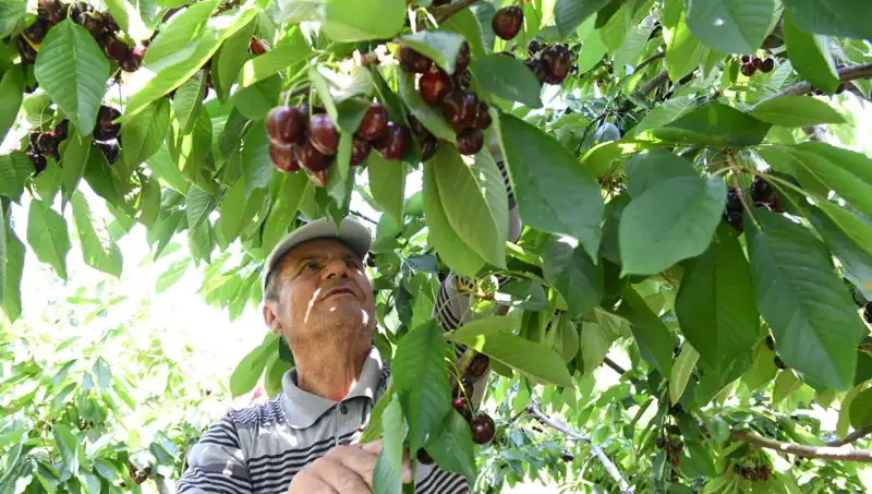 Lapseki Devi: Çay Bardağına Sığmayan Devasa Canlı!
