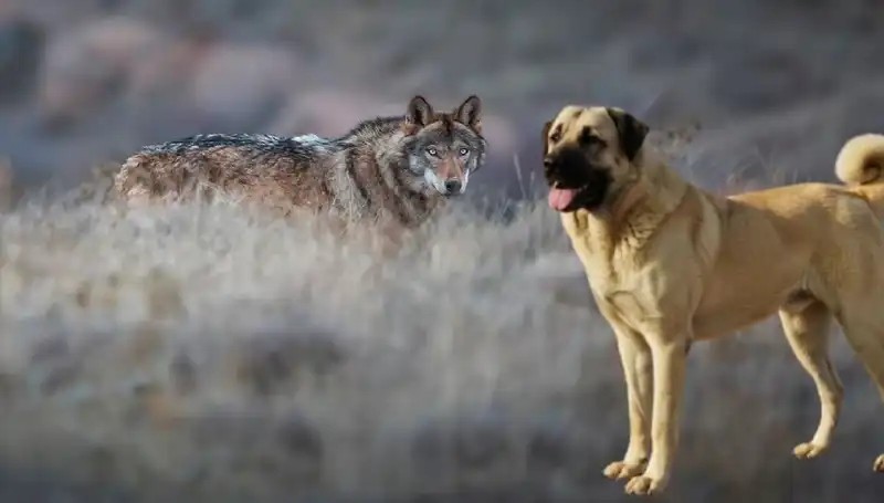 Türkiye'de Kurt Popülasyonundaki Artış, Kangal Köpeğine Olan Talebi Nasıl Etkiliyor?