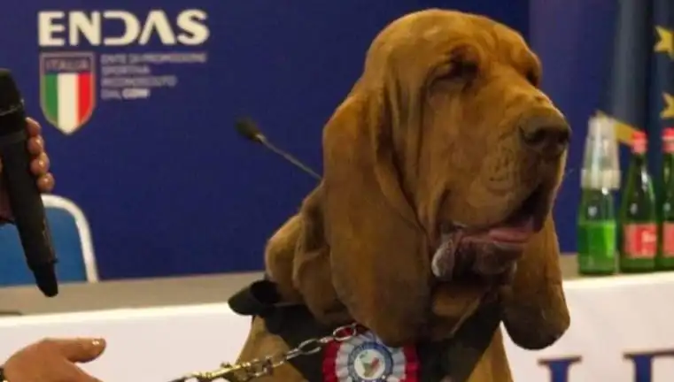 Arama Köpeğine Yapılan Çivili Sosisle İnanılmaz Saldırı: Güvenlik Açıkları ve Cevapsız Sorular