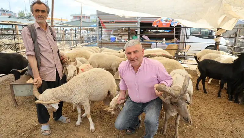 Kurban Pazarında Dikkat Çeken Fenomen: Dört Boynuzlu Koçlar