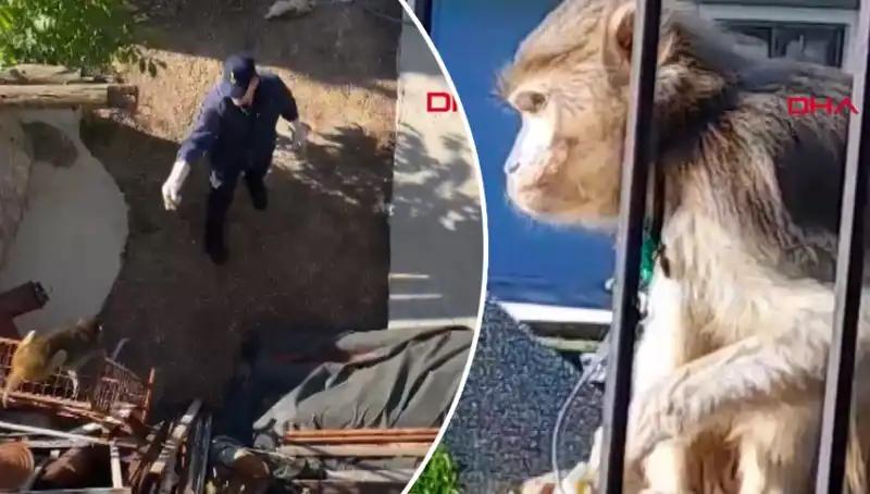 Muğla'da Gerilim Dolu Maymun Kovalamacası: Mahalleli Feyzullah'a Takipte!