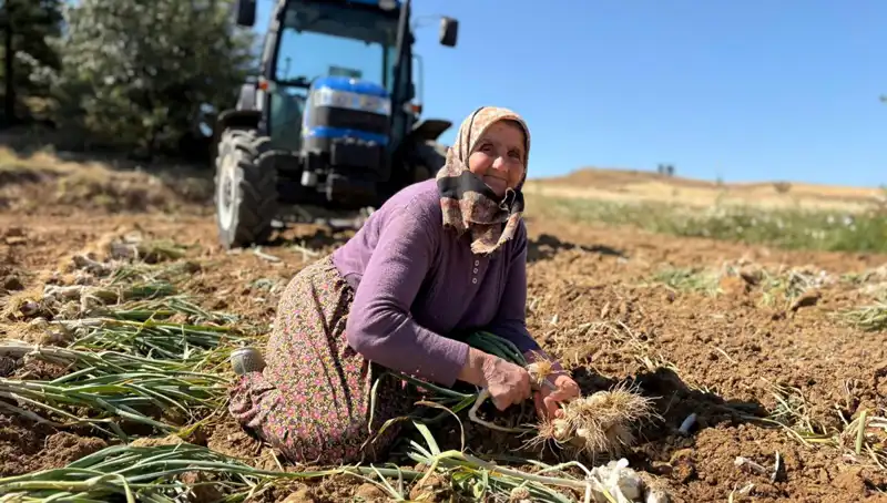 Dünyanın En Değerli Sebzesi: Selenyum Zengini Yeraltı Mucizesi