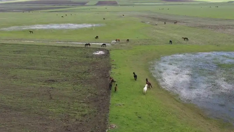 Kars'ın Yeşil Doğasında Yılkı Atlarıyla Unutulmaz Görüntüler