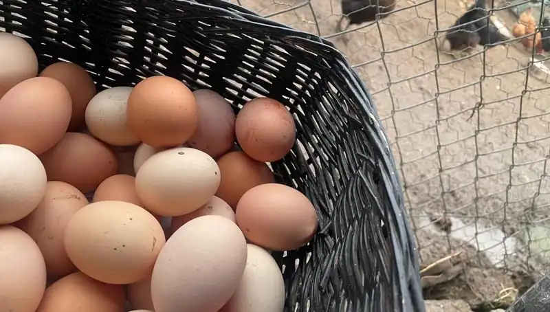 Okullar Açılıyor, En Ucuz Protein Hayat Kurtarıyor: Mayıs Çukuru’ndan Çıkış Yolu