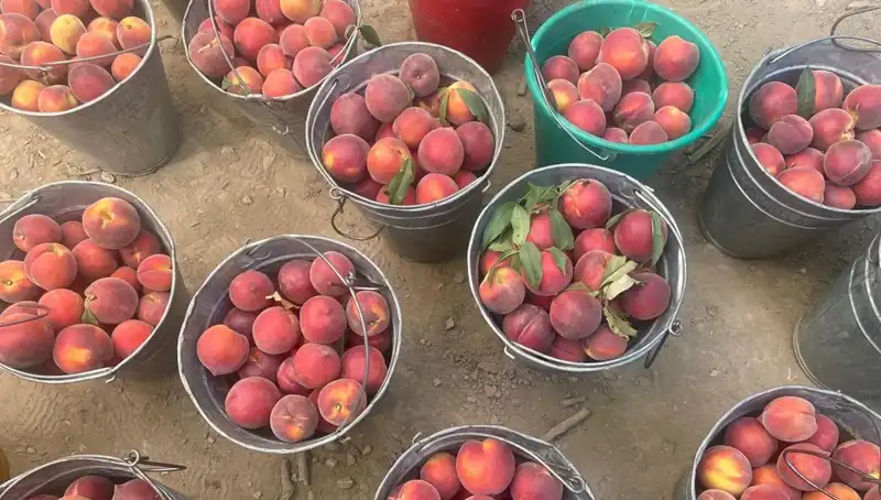 Hasat Dönemi Başladı: Çiftçiler 100 Lira Kilogram Fiyatını Kutluyor!