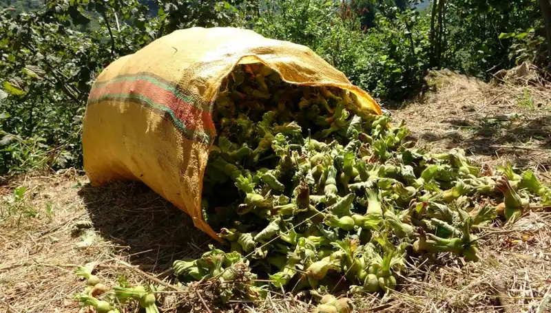 Giresun’da Fındık Hasadı Başladı: Üreticiler Umutlu Bekleyişte