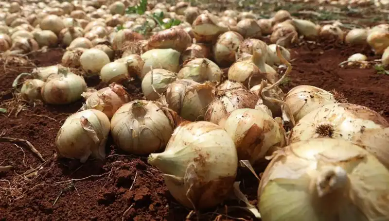 Hatay'da Soğan Hasadı Başladı: Rekolte Çiftçilerin Yüzünü Güldürdü!