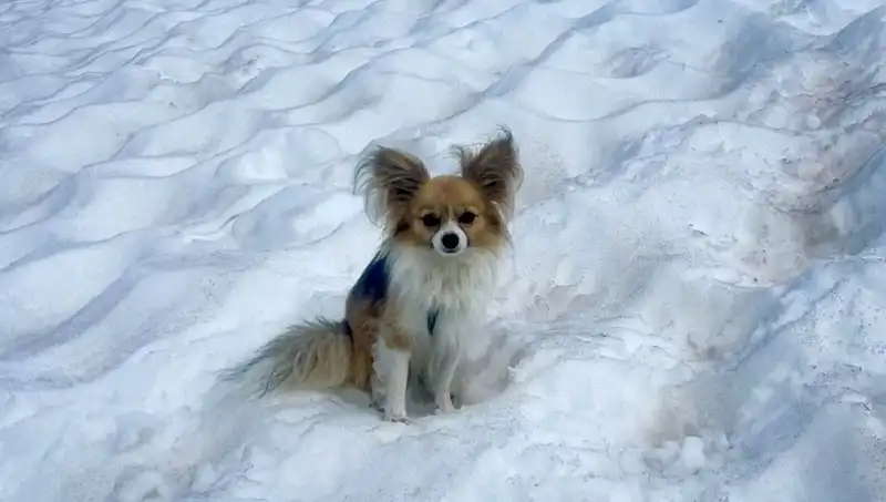 Köpeği Buzul Yarığına Düşen Adamı Nasıl Kurtardı?