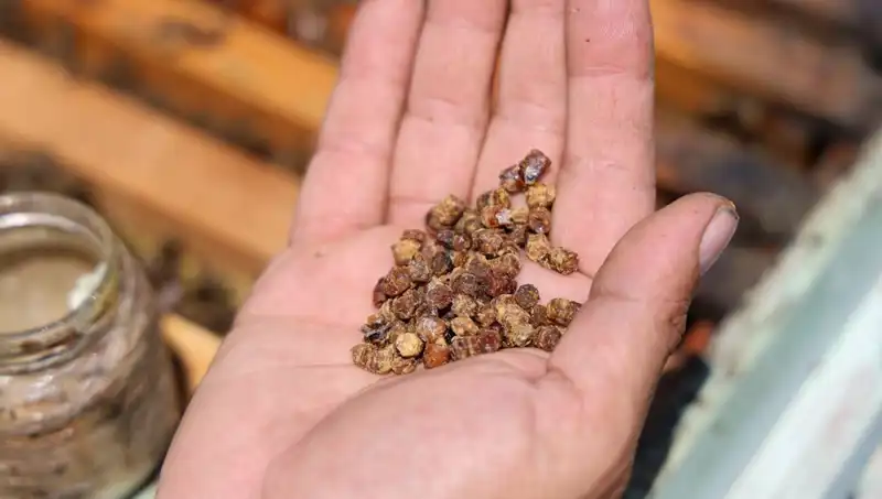 Çöpe Giden Besin Artıkları Artık Lüks: Kilosu 3 Bin TL'den Satılıyor