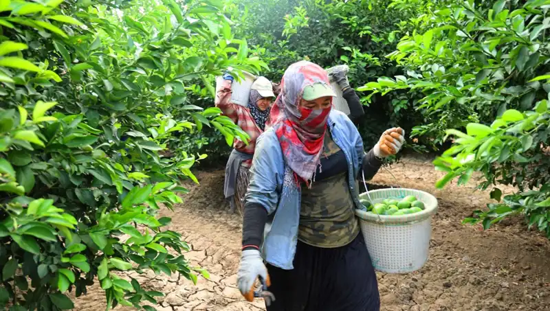 Market Fiyatları Uçuşta: Kilosu 150 Lirayı Aşan Ürünler İçin Müjdeli Hasat Haberi!