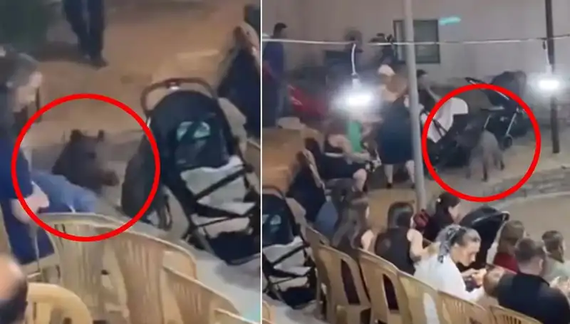 Gelinlik ve Davul Zurna: Düğün Sahnesinde Yaban Domuzu Panik Yarattı