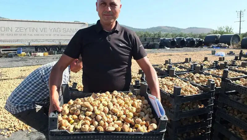 Balıkesir'de 2023 Hasadında Çin ve Rusya'ya İhracat Heyecanı