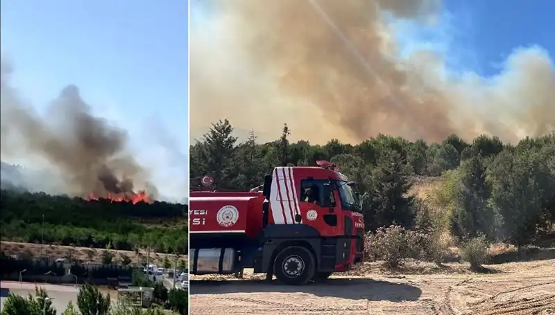 Gebze'deki Orman Yangını: Doğaya Tutsak Kalacak Hayvanlar ve Kaybolan Yeşil Alanlar